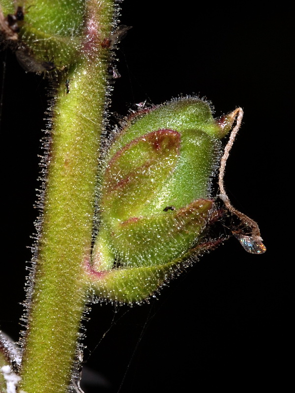Antirrhinum graniticum.17