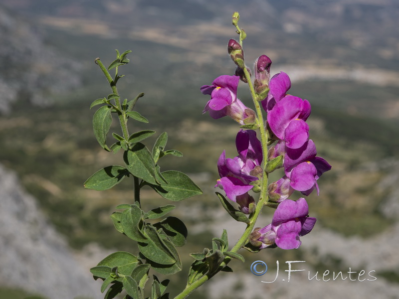 Antirrhinum graniticum.21