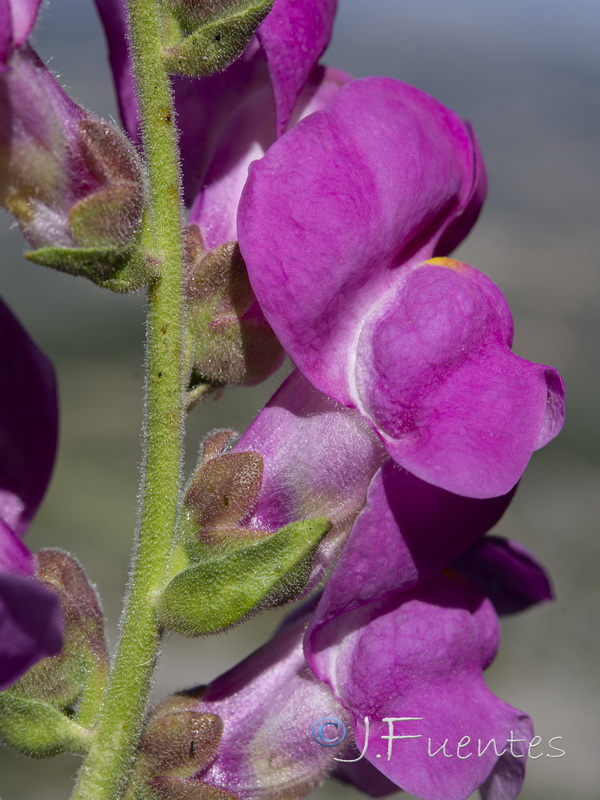Antirrhinum graniticum.22
