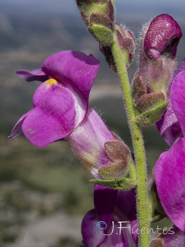 Antirrhinum graniticum.23