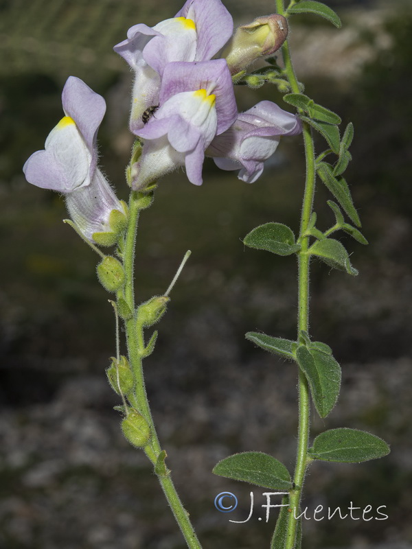 Antirrhinum graniticum.24