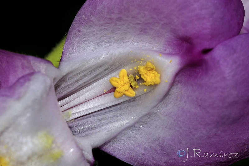 Antirrhinum graniticum.28