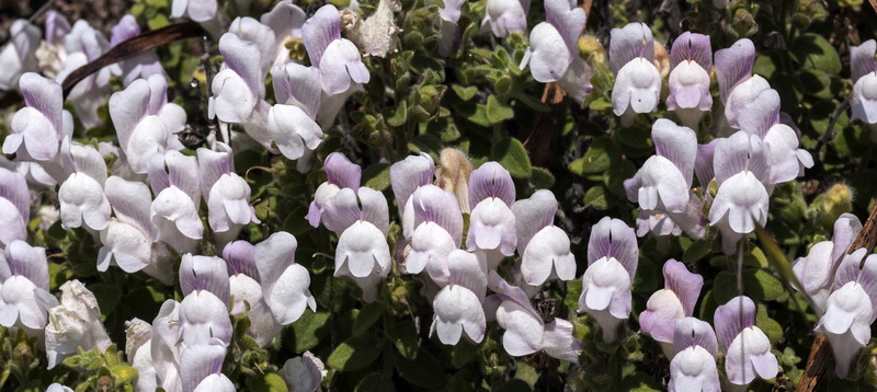 Antirrhinum hispanicum.05