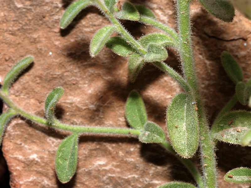Antirrhinum hispanicum.08