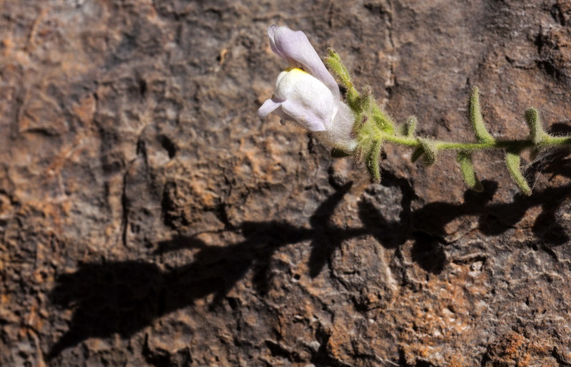 Antirrhinum hispanicum.14