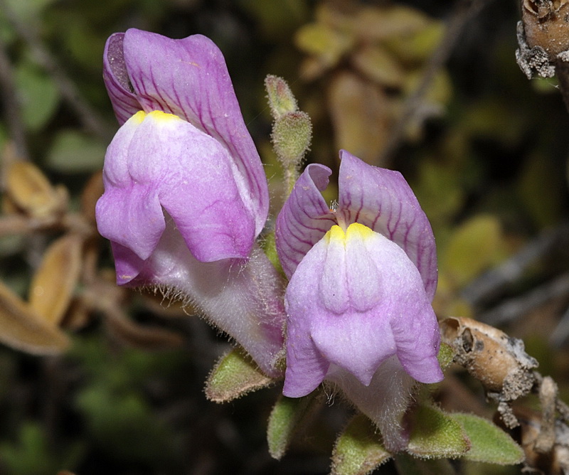Antirrhinum hispanicum.17