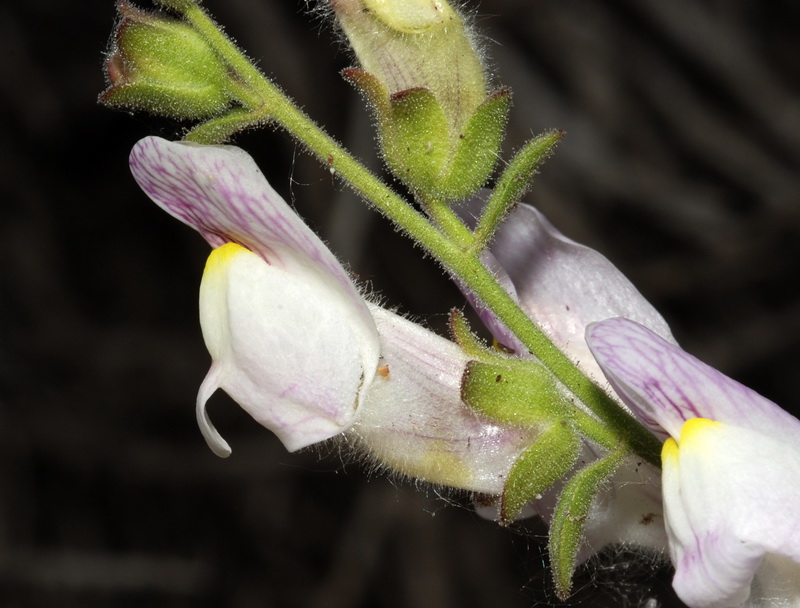Antirrhinum hispanicum.26