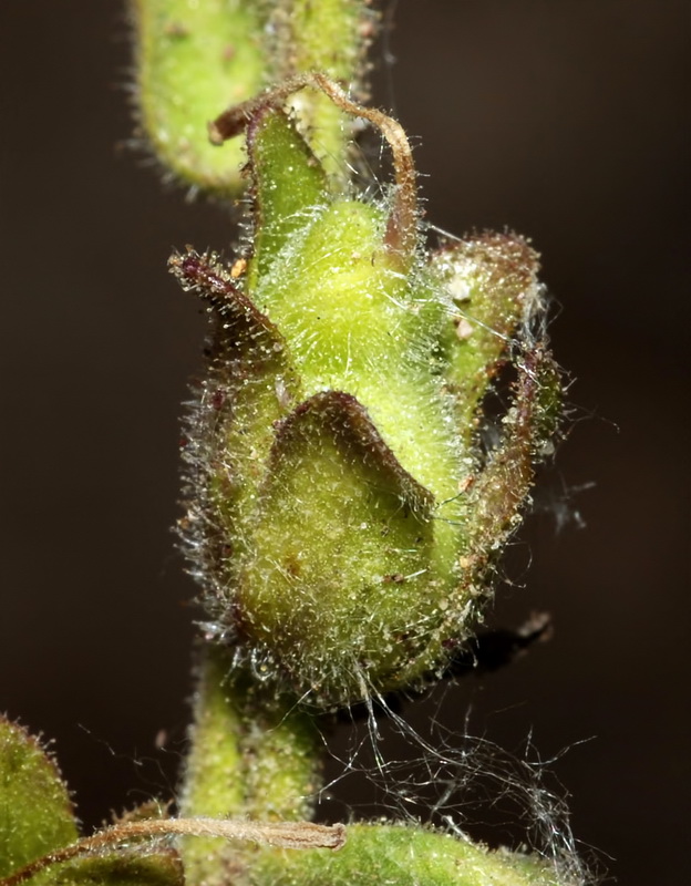 Antirrhinum hispanicum.31