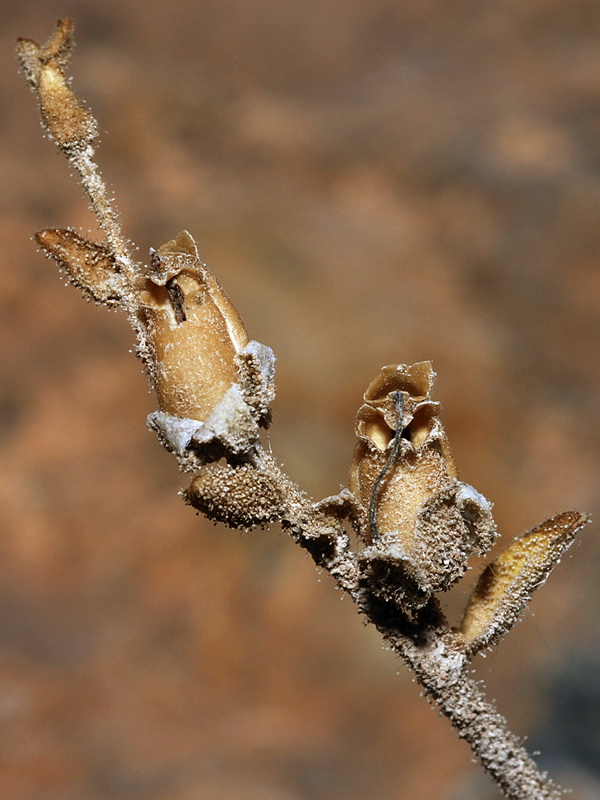 Antirrhinum hispanicum.33