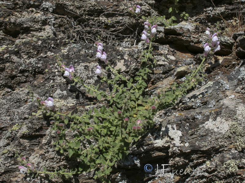 Antirrhinum hispanicum.37