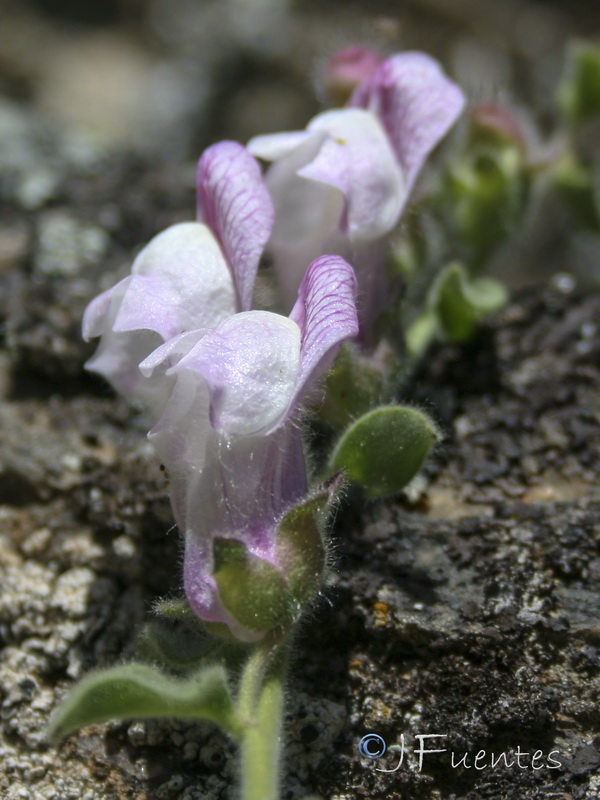 Antirrhinum hispanicum.41