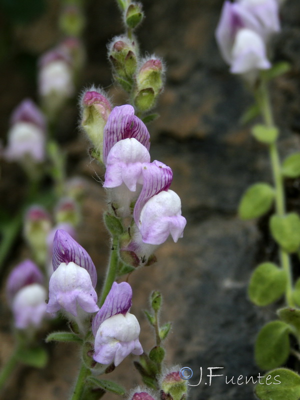Antirrhinum hispanicum.45