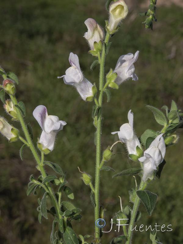 Antirrhinum hispanicum.49