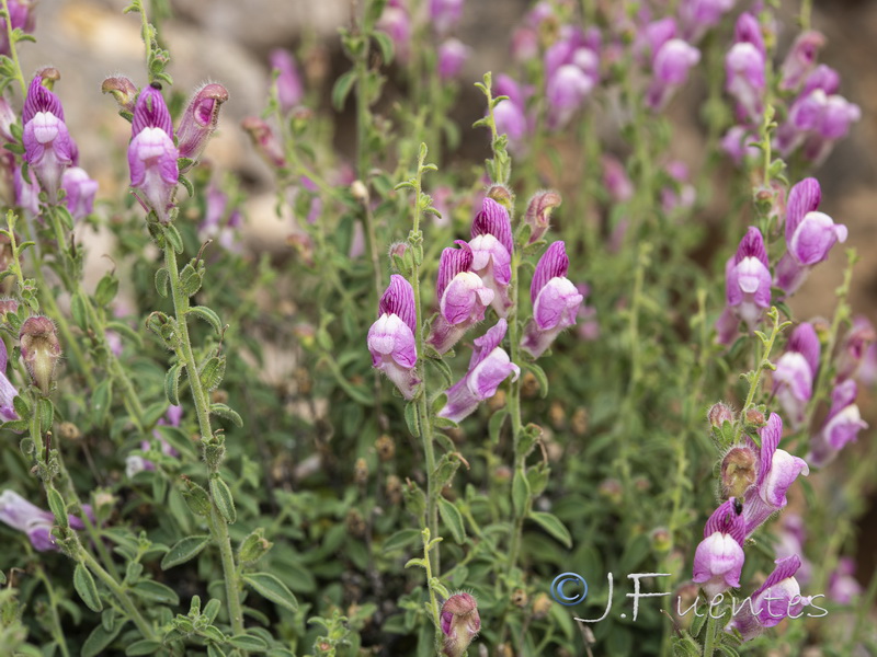 Antirrhinum hispanicum.12