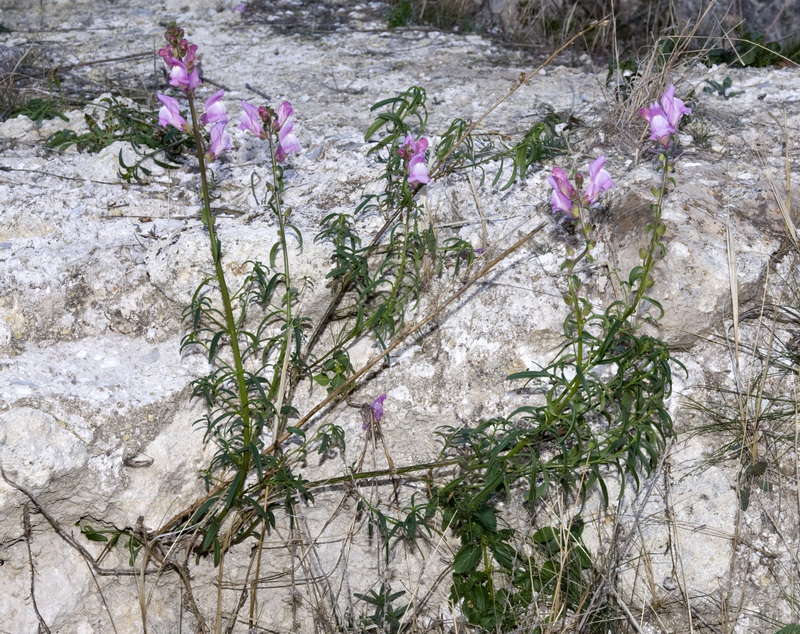 Antirrhinum litigiosum.02