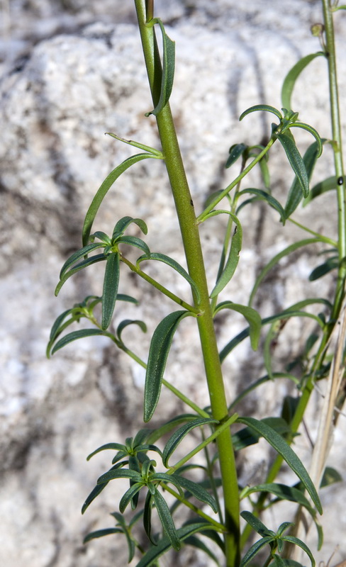 Antirrhinum litigiosum.03