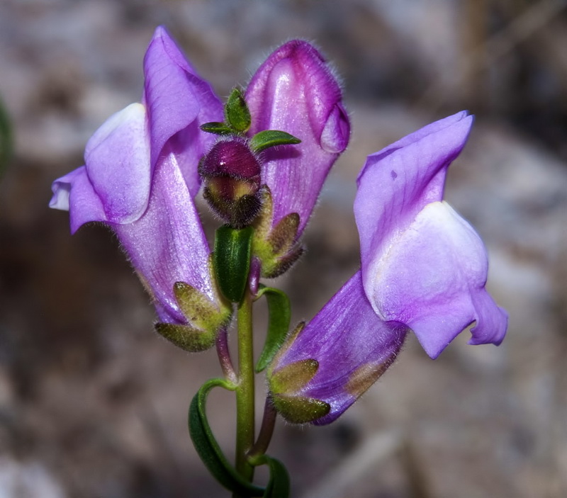 Antirrhinum litigiosum.06