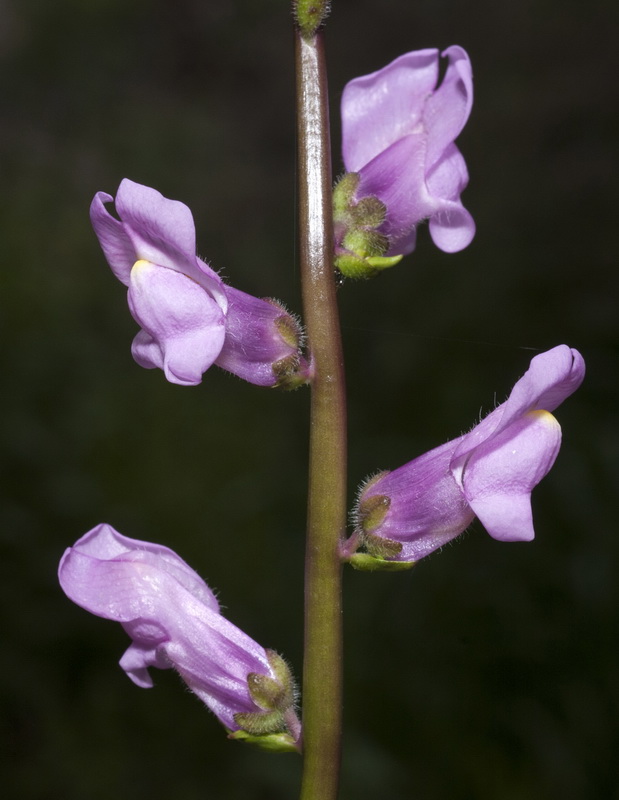 Antirrhinum litigiosum.11