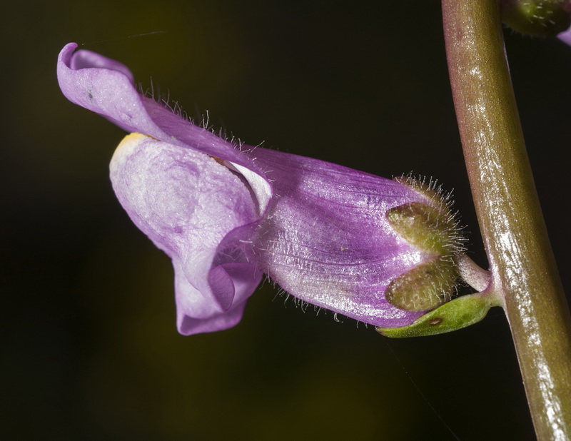 Antirrhinum litigiosum.12