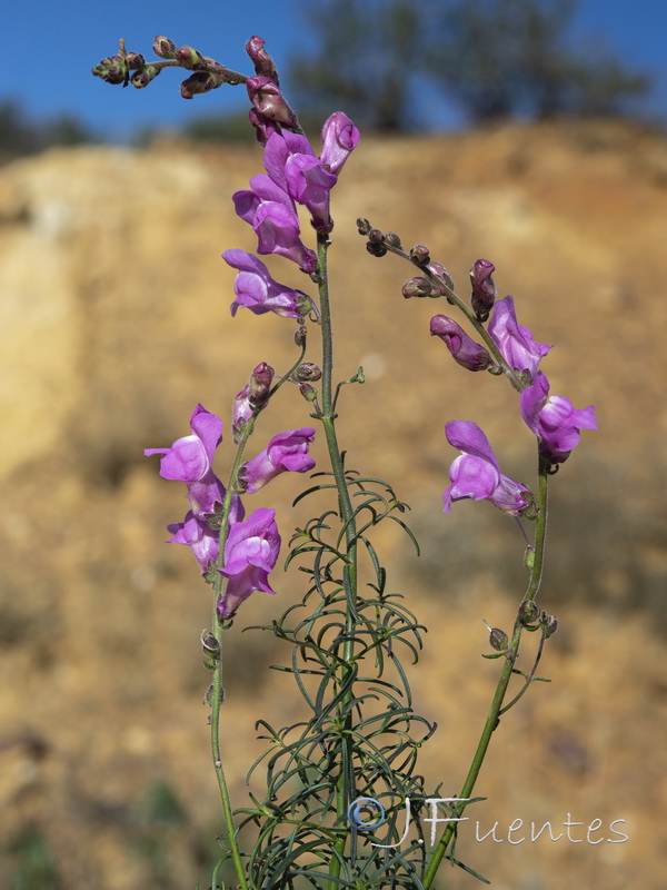 Antirrhinum litigiosum.01