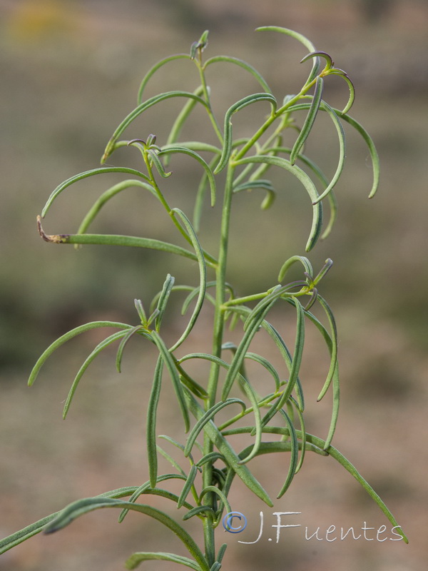 Antirrhinum litigiosum.17