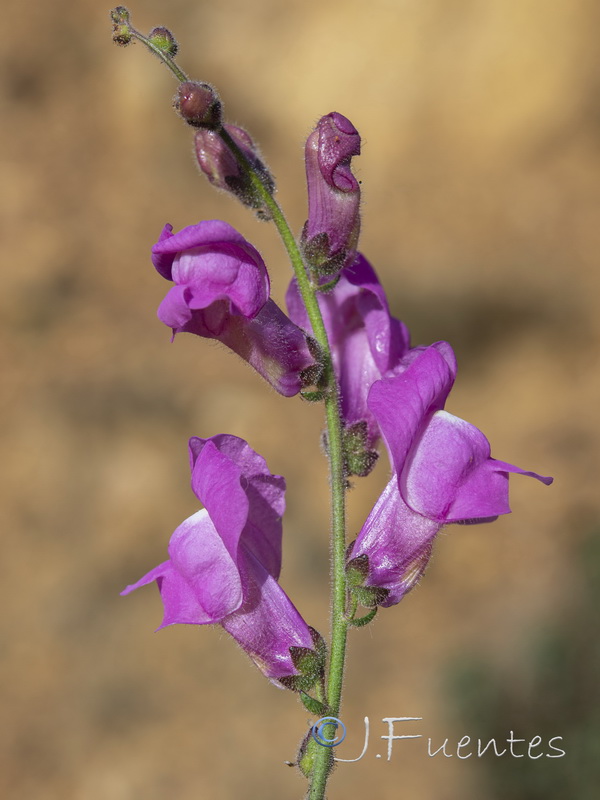 Antirrhinum litigiosum.19