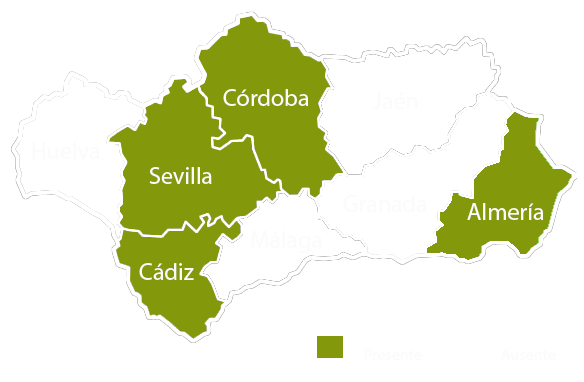 Andalucia copia