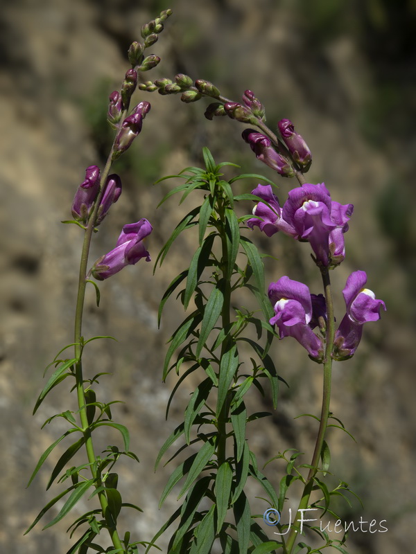 Antirrhinum majus majus.01