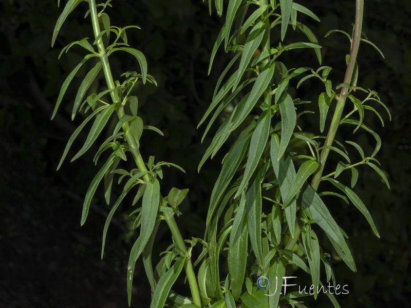 Antirrhinum majus majus.02