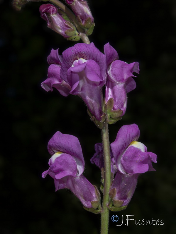 Antirrhinum majus majus.03