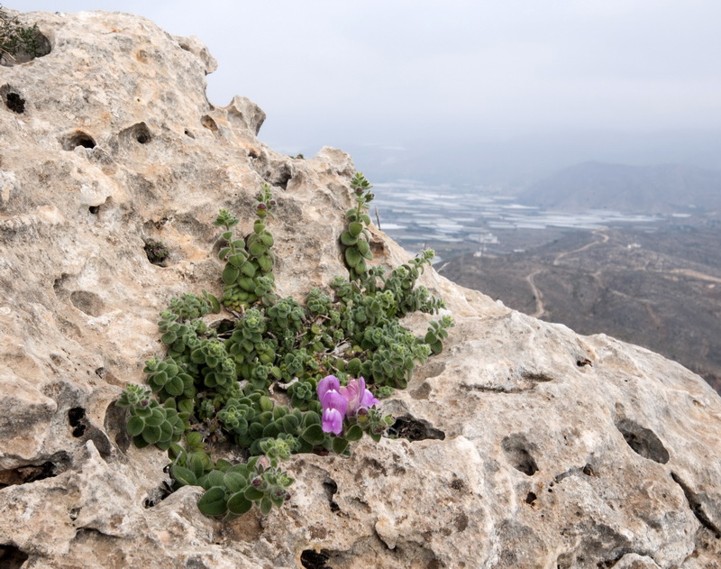 Antirrhinum mollissimum.01