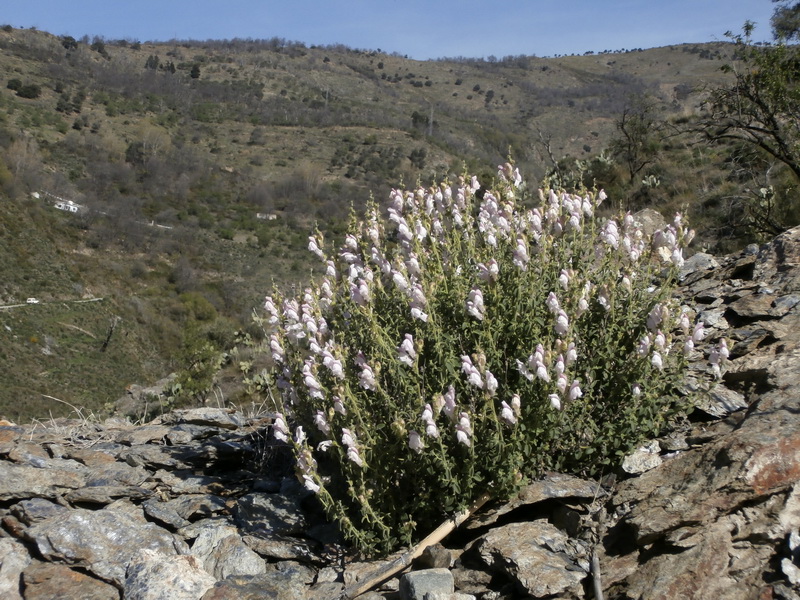 Antirrhinum mollissimum.02