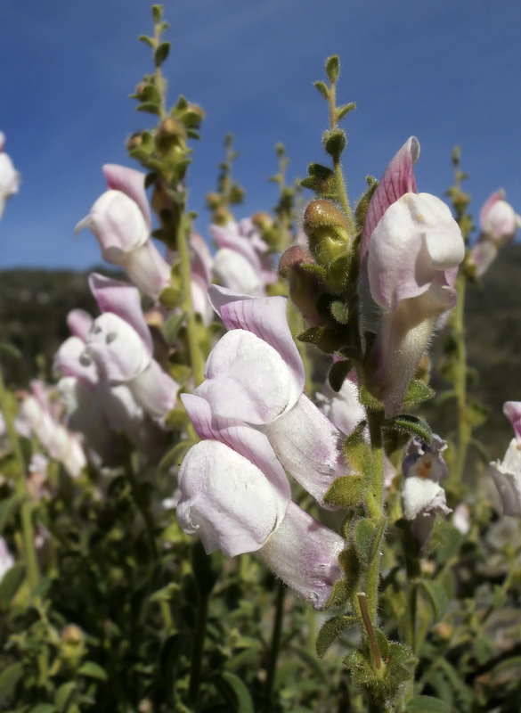 Antirrhinum mollissimum.10