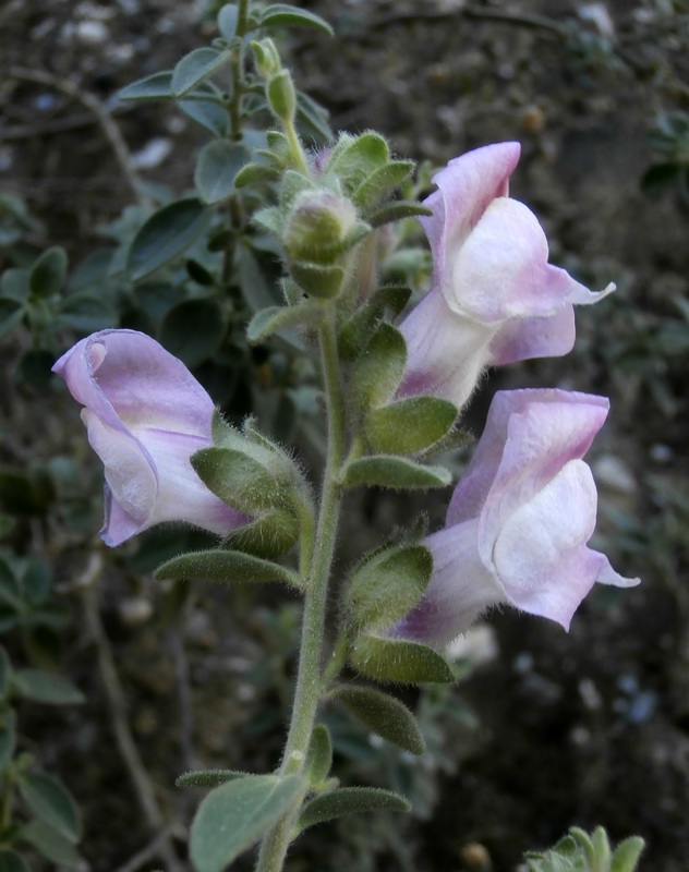 Antirrhinum mollissimum.11