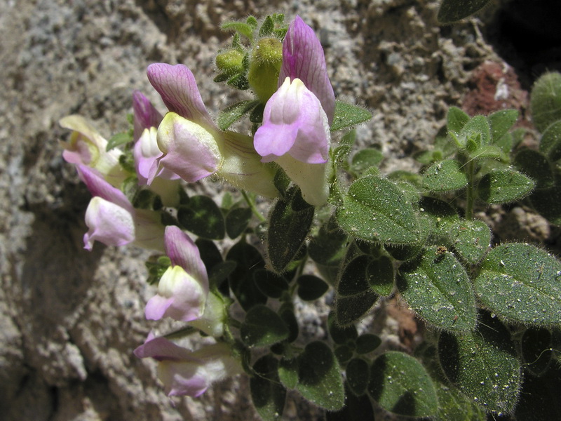 Antirrhinum mollissimum.16