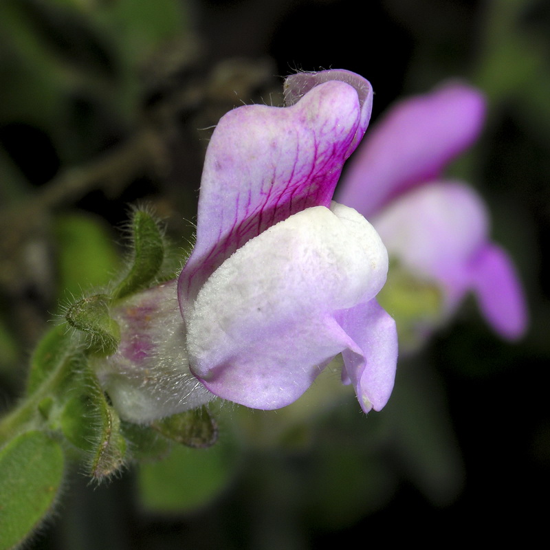 Antirrhinum mollissimum.21