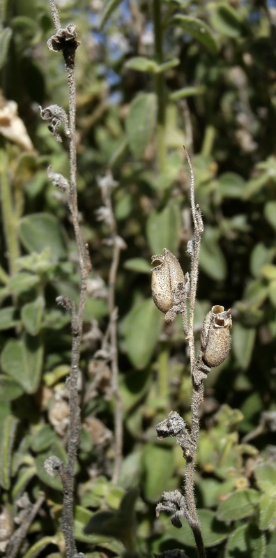 Antirrhinum mollissimum.25