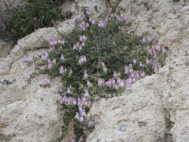 Antirrhinum mollissimum.26