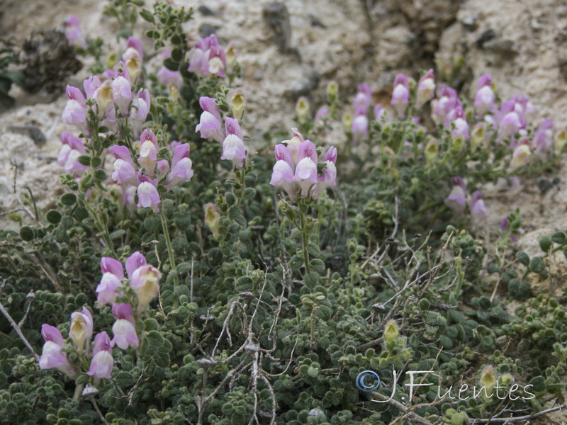 Antirrhinum mollissimum.07