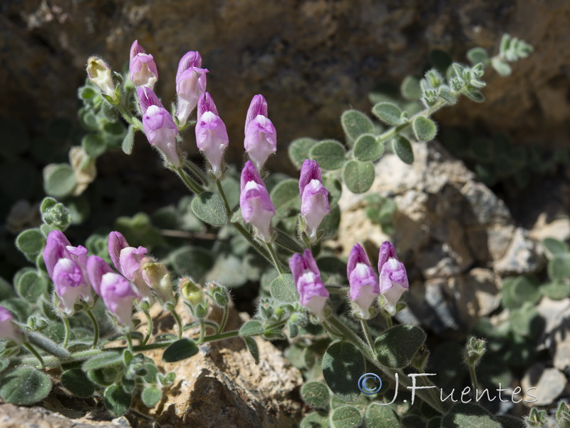 Antirrhinum mollissimum.29