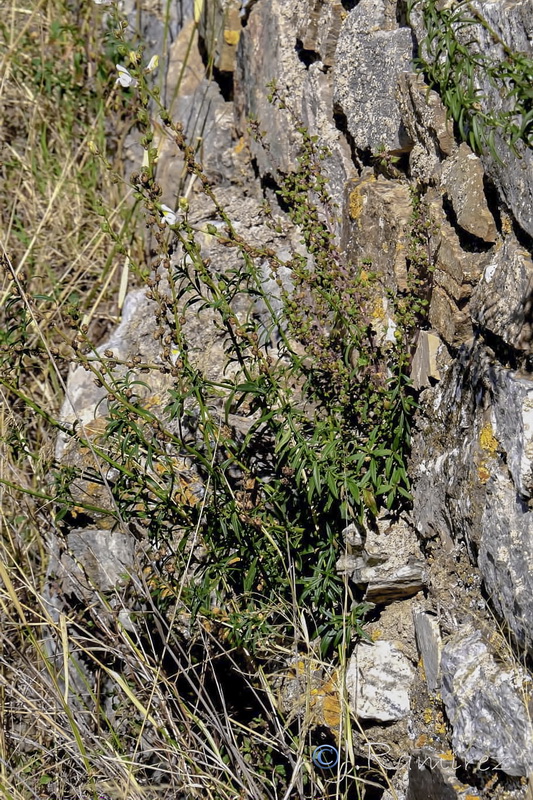 Antirrhinum onubense.01