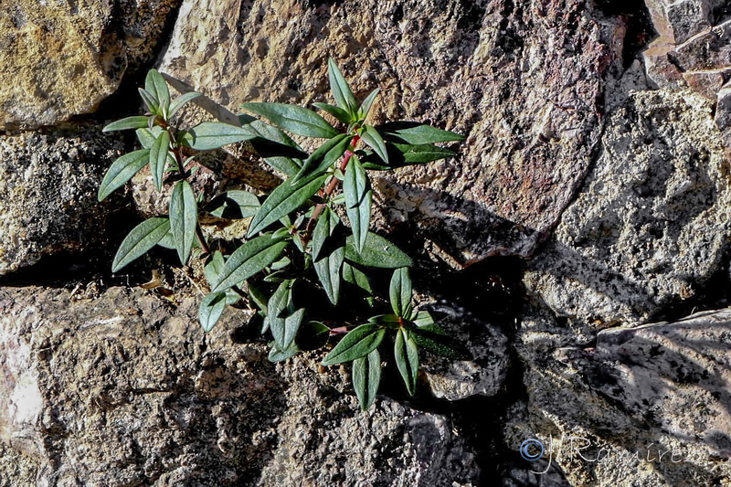 Antirrhinum onubense.02