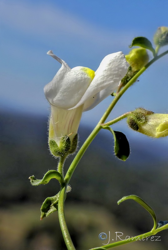 Antirrhinum onubense.05