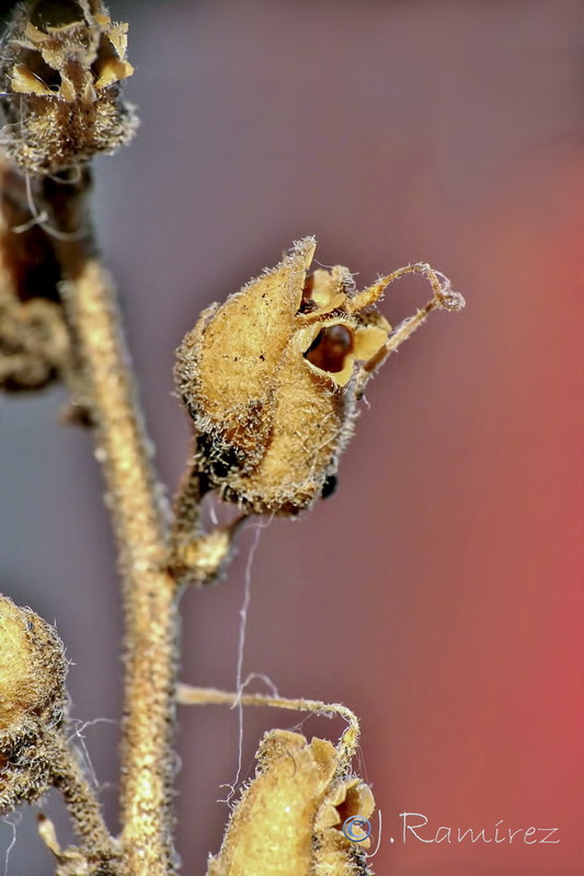 Antirrhinum onubense.06