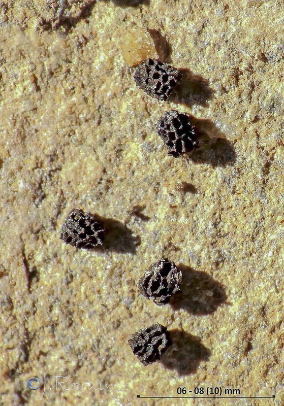Antirrhinum onubense.07