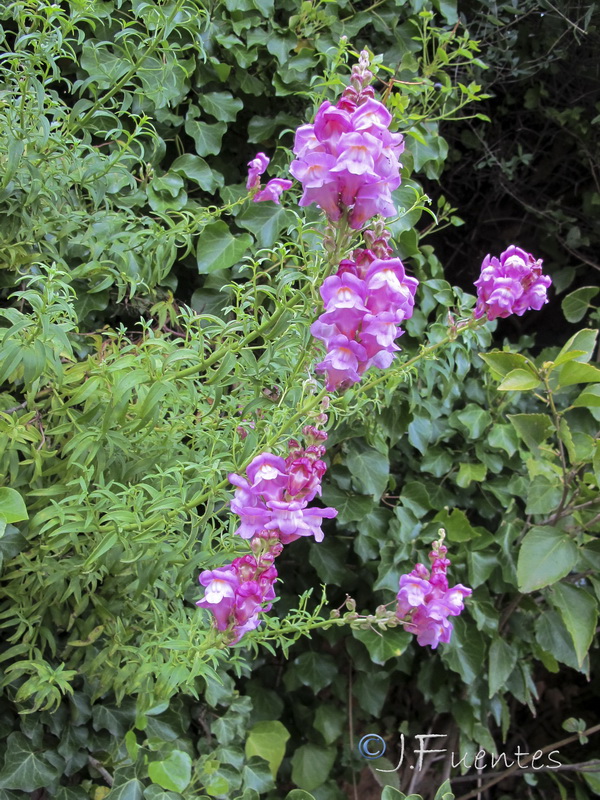 Antirrhinum tortuosum.01