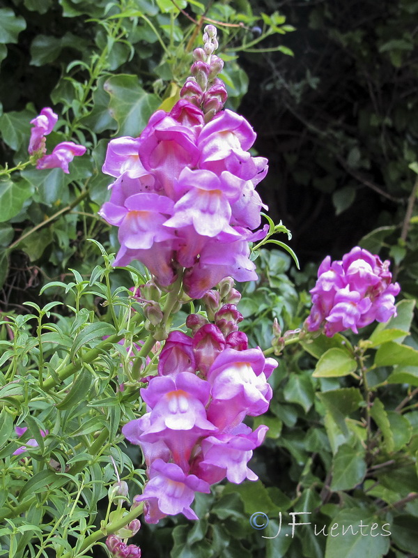 Antirrhinum tortuosum.02