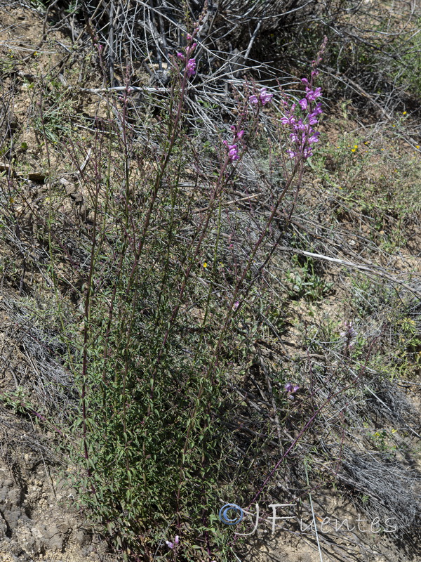 Antirrhinum tortuosum.03