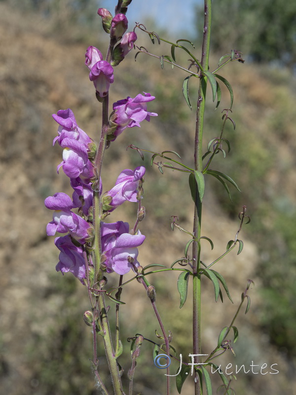 Antirrhinum tortuosum.04