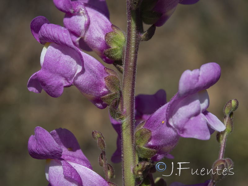 Antirrhinum tortuosum.05